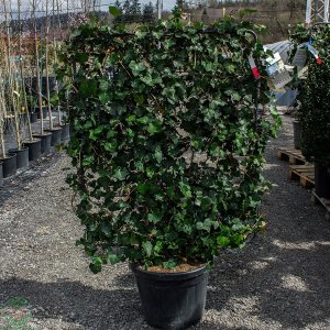 Brečtan popínavý (Hedera helix) ´HIBERNICA´ – výška 120-130cm, šírka 100cm, kont. C45L - ŠPALIÉR